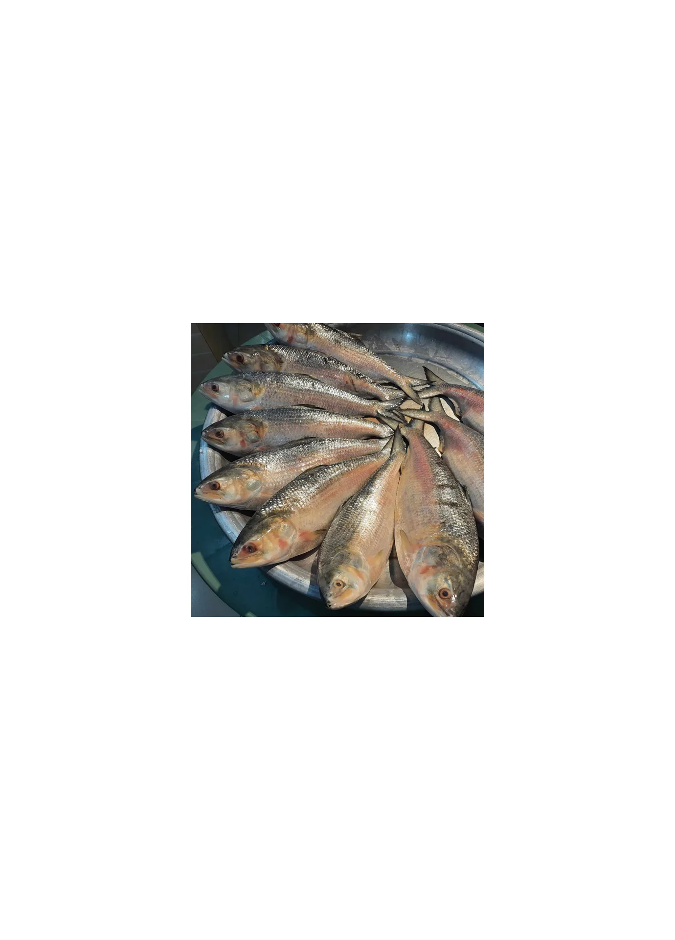 Ilish-Mach ইলিশ মাছ